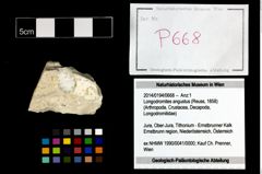 Foto (Objekt + Etikett) von Longodromites angustus (Reuss, 1858)  (NHMW-GEO-2014-0194-0668)